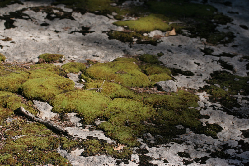 Tortella inclinata